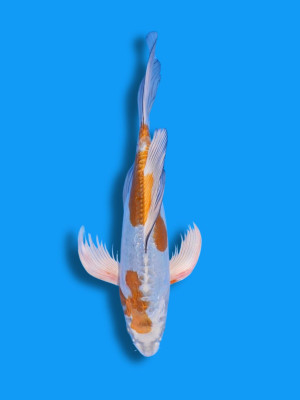 Butterfly Kogane Ochiba | Koi&Co.
